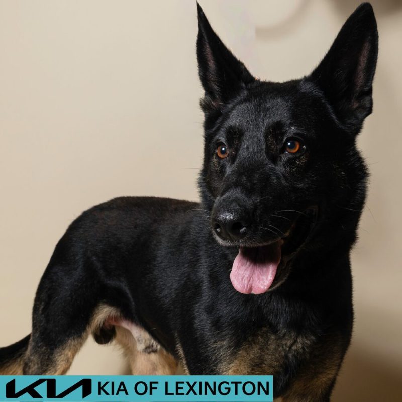 Website Pet Pictures - 2026-08-16T161210.990