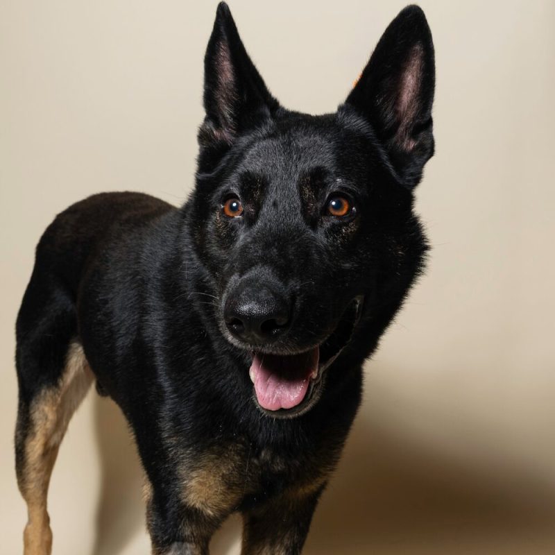Website Pet Pictures - 2026-08-16T161234.219