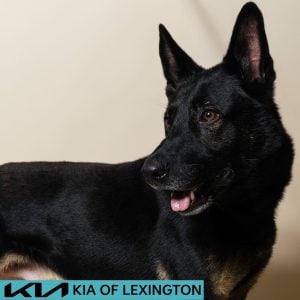 Website Pet Pictures - 2026-08-16T161305.099