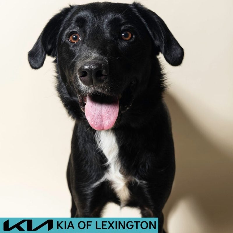 Website Pet Pictures - 2026-08-16T162015.863