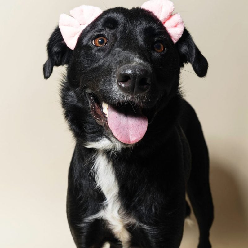 Website Pet Pictures - 2026-08-16T162037.328