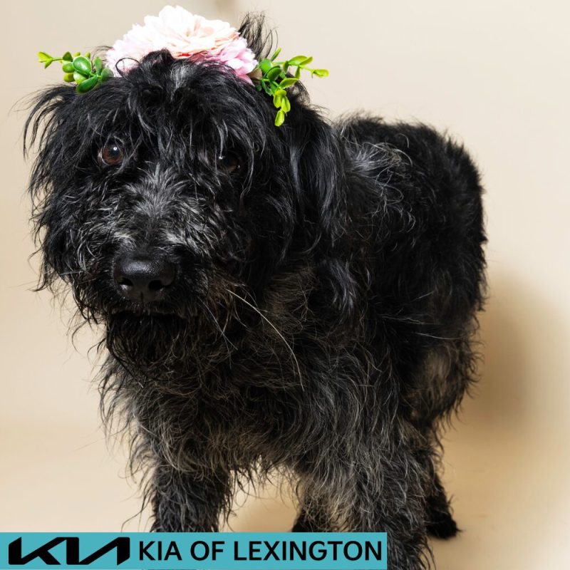 Website Pet Pictures - 2026-08-16T162356.087