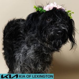 Website Pet Pictures - 2026-08-16T162430.475