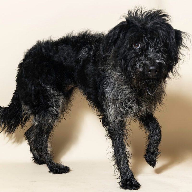 Website Pet Pictures - 2026-08-16T162448.104