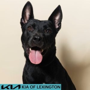 Website Pet Pictures - 2026-08-17T081257.561