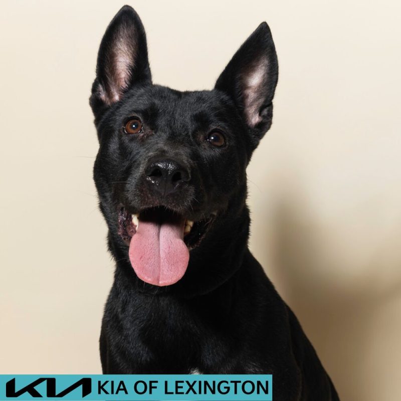Website Pet Pictures - 2026-08-17T081257.561