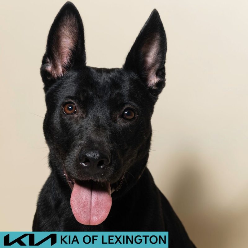 Website Pet Pictures - 2026-08-17T081349.829