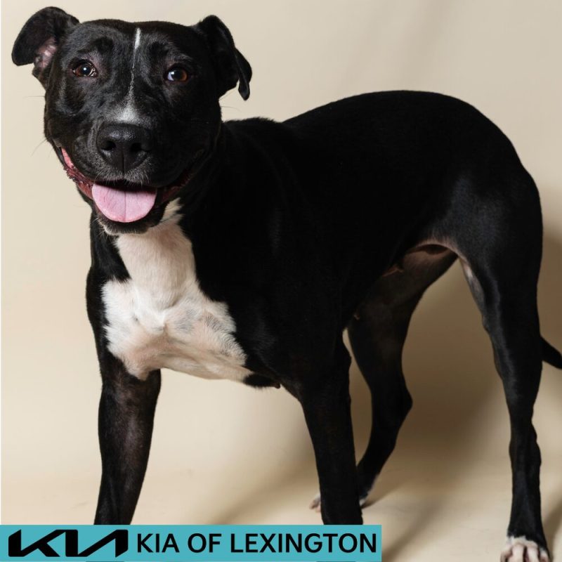 Website Pet Pictures - 2026-08-17T101543.271