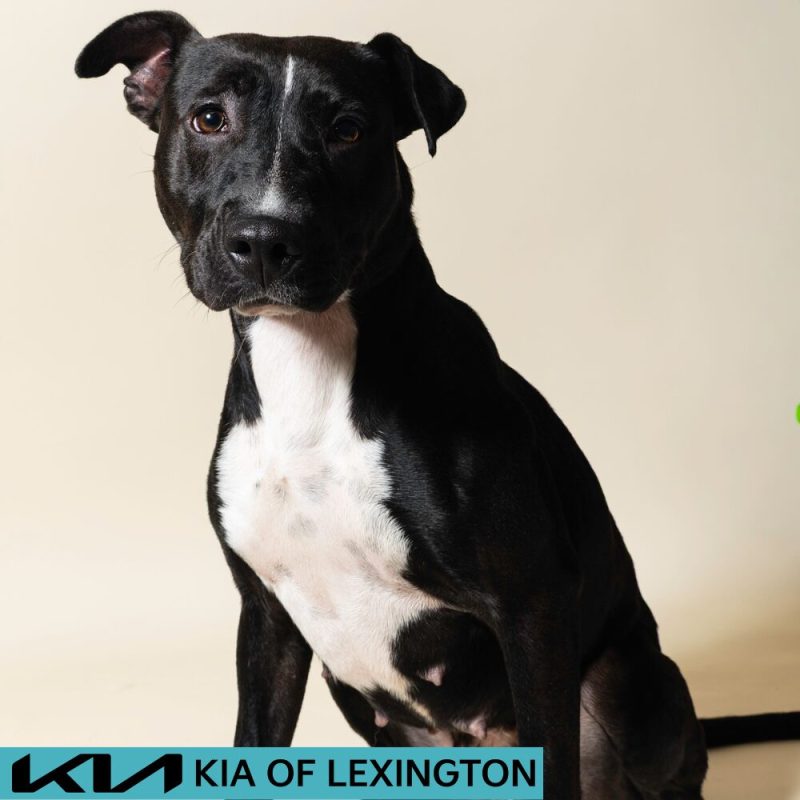 Website Pet Pictures - 2026-08-17T101607.059