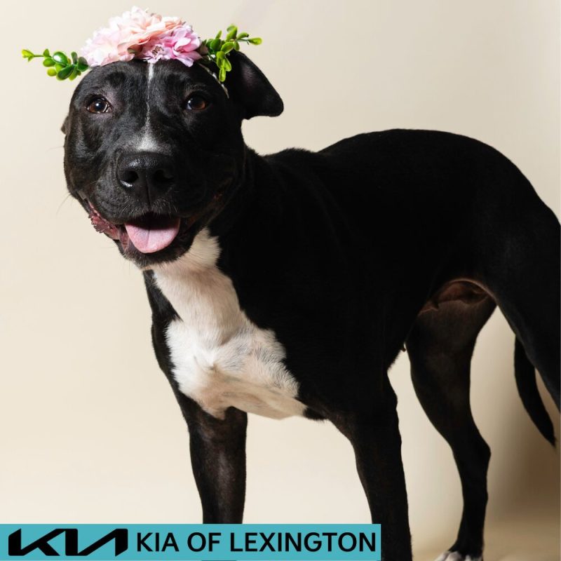 Website Pet Pictures - 2026-08-17T101632.014