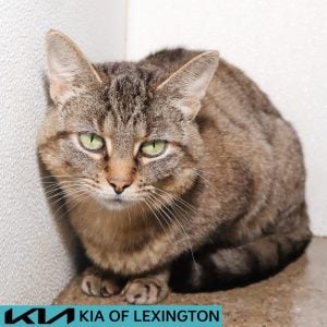 Website Pet Pictures - 2026-08-18T091446.058