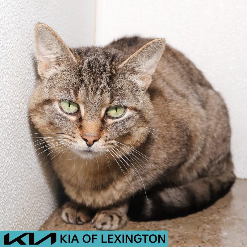 Website Pet Pictures - 2026-08-18T091446.058