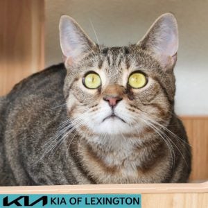 Website Pet Pictures - 2026-08-18T092220.508