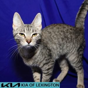 Website Pet Pictures - 2026-08-18T093151.466