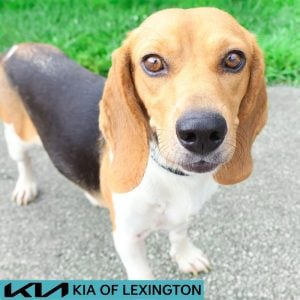 Website Pet Pictures - 2026-08-18T093455.571