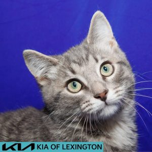 Website Pet Pictures - 2026-08-18T093753.866