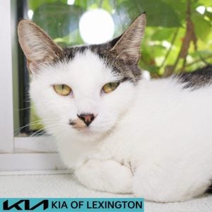 Website Pet Pictures - 2026-08-18T094139.980