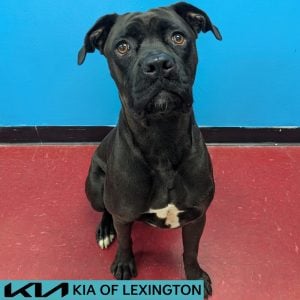 Website Pet Pictures - 2026-08-19T153717.252