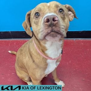 Website Pet Pictures - 2026-08-19T154135.343