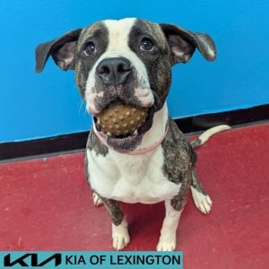 Website Pet Pictures - 2026-08-19T154700.406