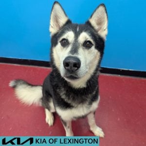 Website Pet Pictures - 2026-08-19T155819.334