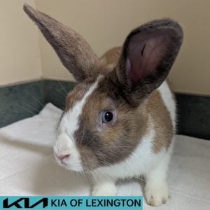 Website Pet Pictures - 2026-08-23T103208.289