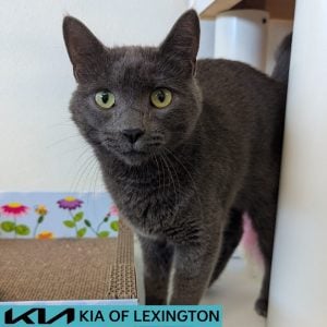 Website Pet Pictures - 2026-08-23T103545.232