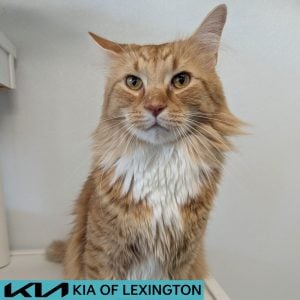 Website Pet Pictures - 2026-08-23T104121.847