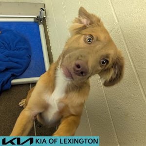Website Pet Pictures - 2026-08-23T105732.313