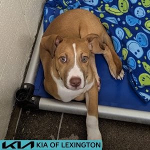 Website Pet Pictures - 2026-08-23T110124.301