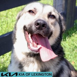Website Pet Pictures - 2026-08-25T110653.404