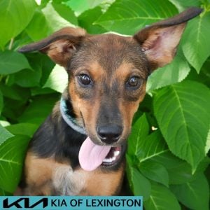 Website Pet Pictures - 2026-08-25T110839.323