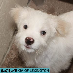 Website Pet Pictures - 2026-08-25T111733.396