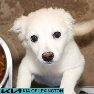 Website Pet Pictures - 2026-08-25T112217.407