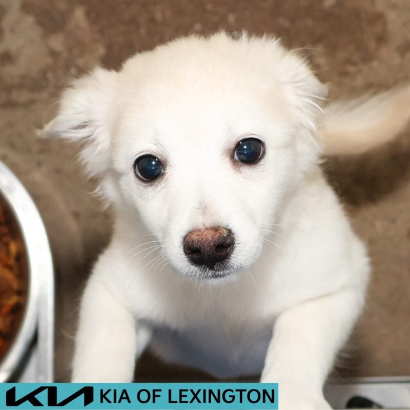 Website Pet Pictures - 2026-08-25T112217.407