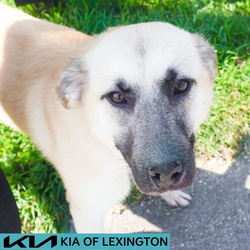 Website Pet Pictures - 2026-08-25T113918.985