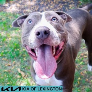 Website Pet Pictures - 2026-08-25T114338.435
