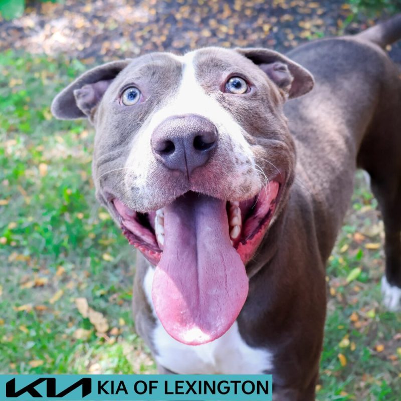 Website Pet Pictures - 2026-08-25T114338.435