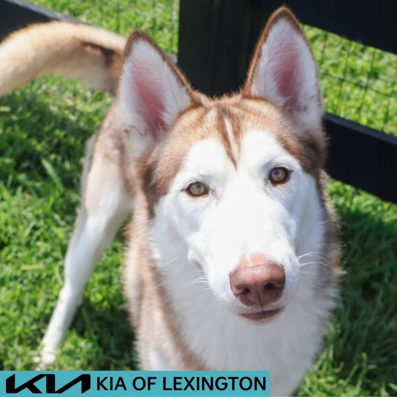 Website Pet Pictures - 2026-08-25T115245.425