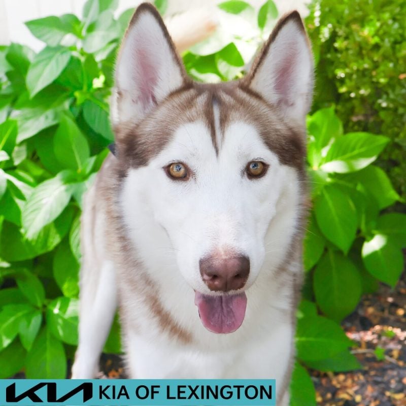 Website Pet Pictures - 2026-08-25T115426.385