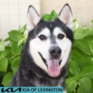 Website Pet Pictures - 2026-08-25T115523.324