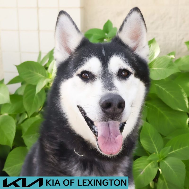 Website Pet Pictures - 2026-08-25T115523.324