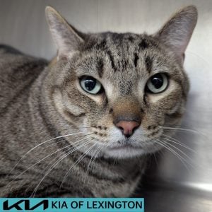 Website Pet Pictures - 2026-08-28T163320.409
