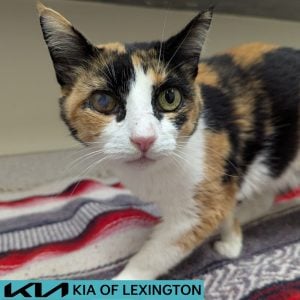 Website Pet Pictures - 2026-08-28T164114.468