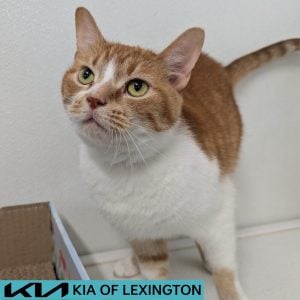 Website Pet Pictures - 2026-08-28T165233.986