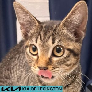 Website Pet Pictures - 2026-08-30T102619.283