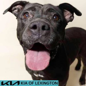 Website Pet Pictures - 2026-08-31T083241.195