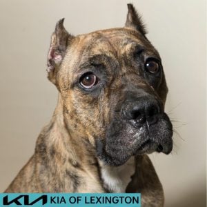Website Pet Pictures - 2026-08-31T085300.390