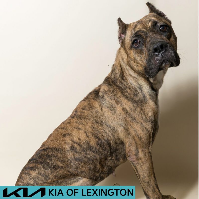 Website Pet Pictures - 2026-08-31T085321.634