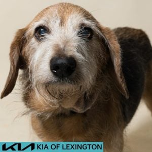 Website Pet Pictures - 2026-08-31T085936.918